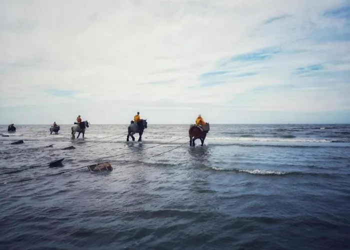 By Sea And Dunes With Terrace * Oostduinkerke